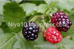 Mulberry fruit P.E