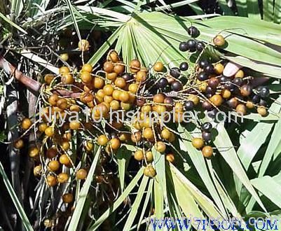 Saw Palmetto Fruit Extract