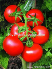 Lycopene