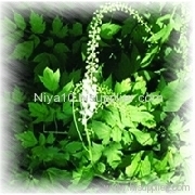 Black Cohosh P.E