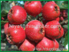 Hawthorn fruit Extract