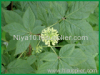 Siberian Ginseng P.E.