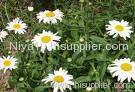 Feverfew Extract