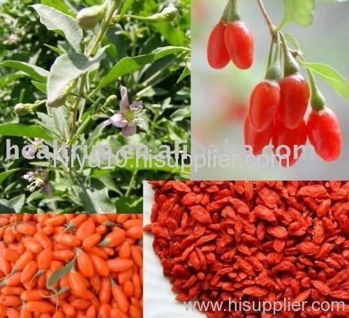 Wolfberry Extract