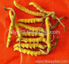 Cordyceps P.E.