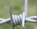 Galvanized Barbed Wire