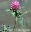 Red Clover P.E.