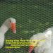 Galvanized Chicken Mesh