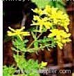 St.John's wort P.E.