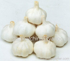 Jinxiang Garlic