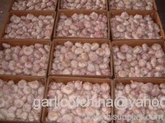 Jinxiang Garlic