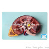 Deluxe kindey with adrenal gland