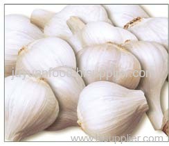 Fresh Garlic