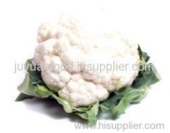 fresh cauliflowers