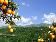 Open Country of Fruit Professional Cooperative