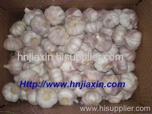 Normal White Garlic (10kgs carton)