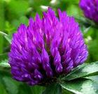 Red Clover P.E.