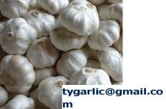 garlic