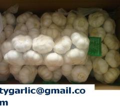 normal white garlic