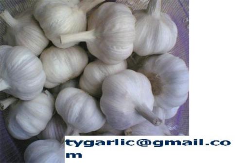 normal white garlic