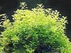 Trberculate Speranskia Herb (Shirley at virginforestplant dot com)