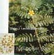 Tribulus terrestris P.E. (Shirley at virginforestplant dot com)