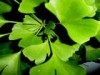 Ginkgo Leaf Extract (Shirley at virginforestplant dot com)