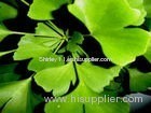 Ginkgo Leaf Extract (Shirley at virginforestplant dot com)