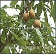 Horse Chestnut P.E. (Shirley at virginforestplant dot com)