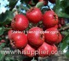 Hawthorn Berry P.E. (Shirley at virginforestplant dot com)