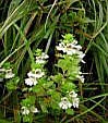 Eyebright P.E.(Shirley at virginforestplant dot com)