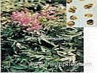 Corydalis Extract (Shirley at virginforestplant dot com)