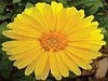 Pot Marigold Extract (Shirley at virginforestplant dot com