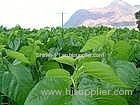 Mulberry Leaf Extract (Shirley at virginforestplant dot com)