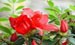 Dahurian Rhodoendron Extract (Shirley at virginforestplant dot com)
