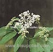 Elderberry Anthocyanin (Shirley at virginforestplant dot com)