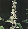 Patchouli Oil (Shirley at virginforestplant dot com)