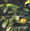 Myristica Oil (Shirley at virginforestplant dot com)