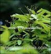 Cassia oil (Shirley at virginforestplant dot com)