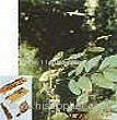 Lignum Dalbergiae Odoriferae Oil (Shirley at virginforestplant dot com)