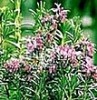 Rosemary Oil (Shirley at virginforestplant dot com)