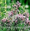 Rosemary Oil (Shirley at virginforestplant dot com)