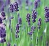 Lavender Oil (Shirley at virginforestplant dot com)