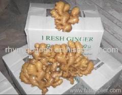 Fresh ginger from china