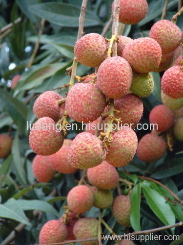 fresh litchi