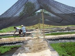 Agricultural shade net