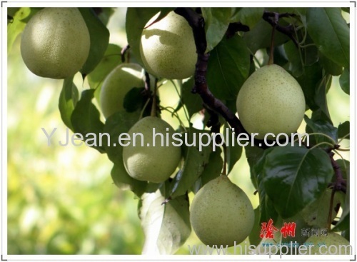 chinese white pear