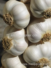 Garlic