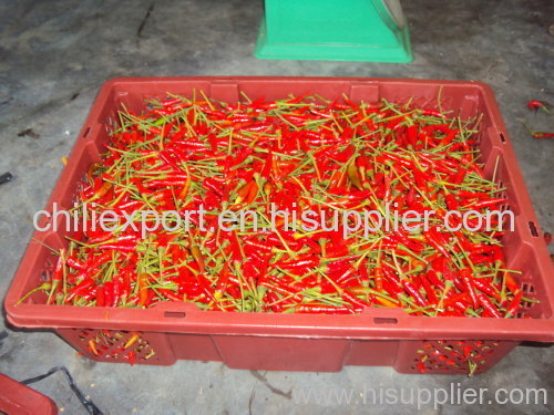 fresh chilli