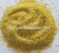 Yellow Millet